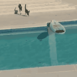 surfboardcat.gif