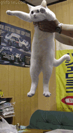 tumblr_l1lpotm3fC1qzefipo1_250.gif