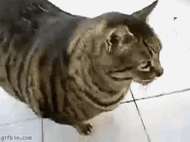 tumblr_lgczgxKaMo1qdcwr4.gif
