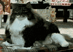 tumblr_lwwgyyHxvf1qdo45mo1_250.gif
