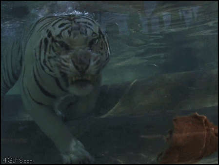 underwatertiger.gif