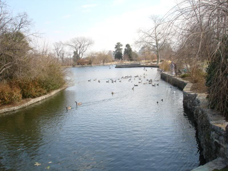 A view of the pond