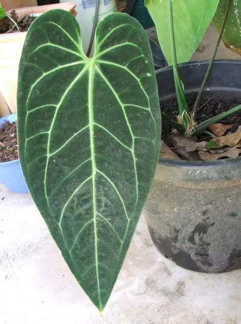 Exotic Tropical Plants - Anthuriums