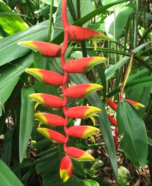 3 Rhizome Heliconia psittacorum /'Andromeda/' rhizomes parrot beak plant flower