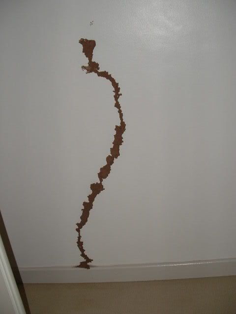 [Image: 2007_0308Simon-rug-Termites0008.jpg]