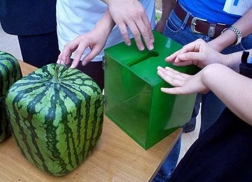 Square Melon