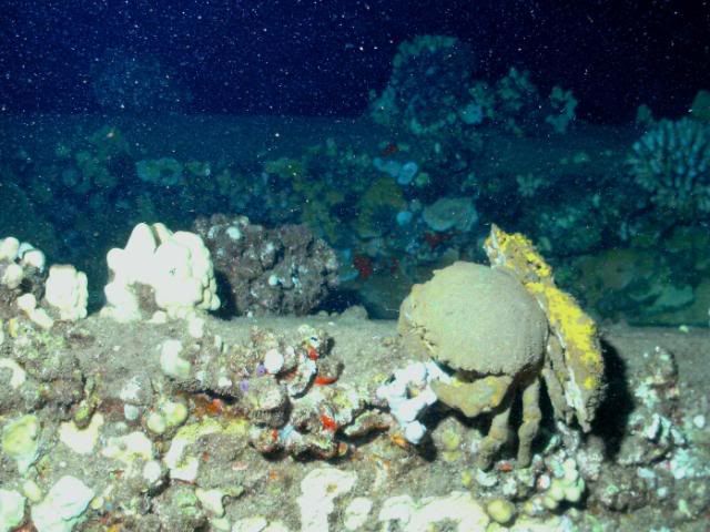 NightDive-Mala028fb.jpg