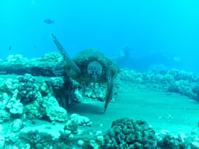 PICT0022fb.jpg