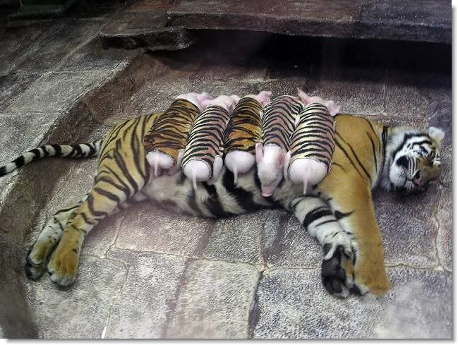 Tiger and piglets Pictures, Images and Photos