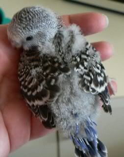 Baby12.jpg