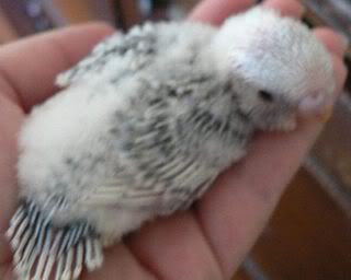 Baby44.jpg