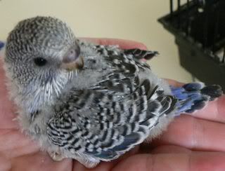 Hatchling12.jpg