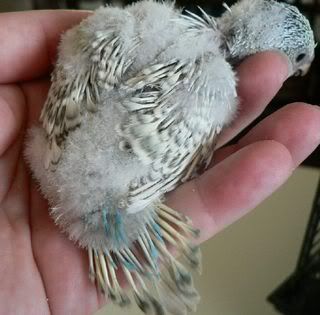 Hatchling22.jpg