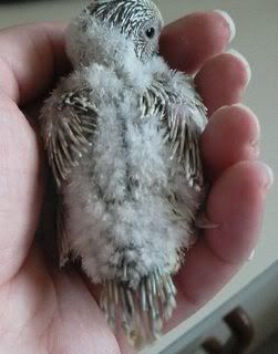 Hatchling32.jpg