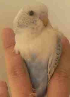 Hatchling4.jpg