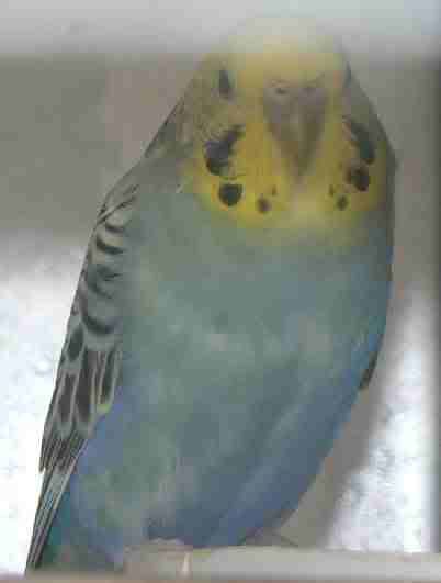 Rainbowmoult.jpg