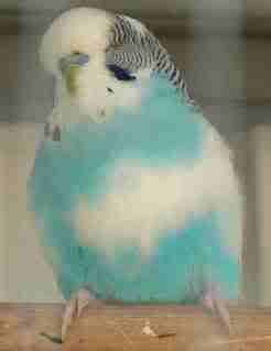 SkyBlueDominamtpiedCock.jpg