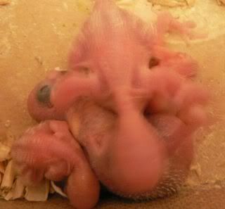 babies1.jpg