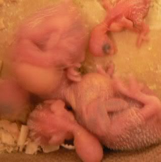 babies2.jpg