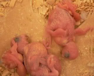 babies3.jpg