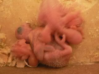 babies5.jpg