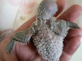 hatchling104.jpg