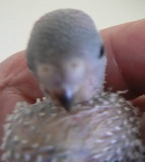 hatchling105.jpg