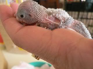 hatchling1D10.jpg