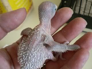 hatchling203.jpg