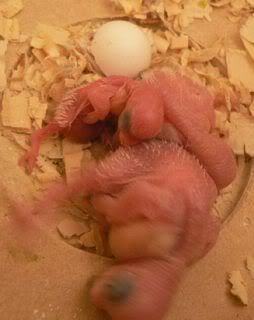 hatchling302.jpg