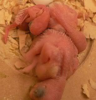 hatchling303.jpg
