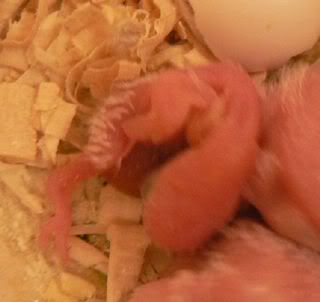 hatchling304.jpg
