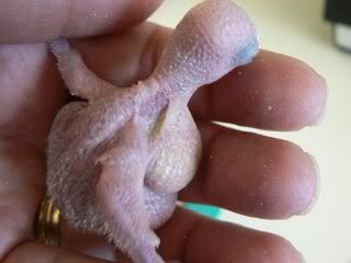 hatchling3D06.jpg