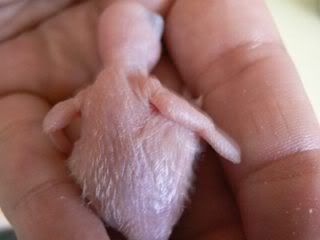 hatchling4D04.jpg