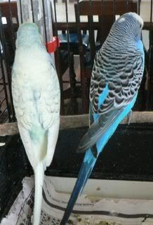 parentsbackview.jpg