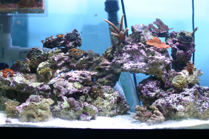 JuatinsFish005.jpg
