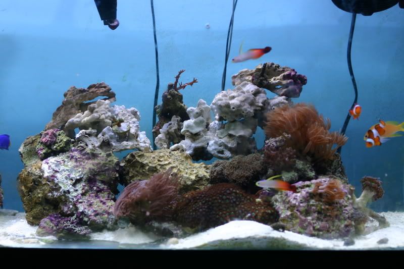 JuatinsFish006.jpg