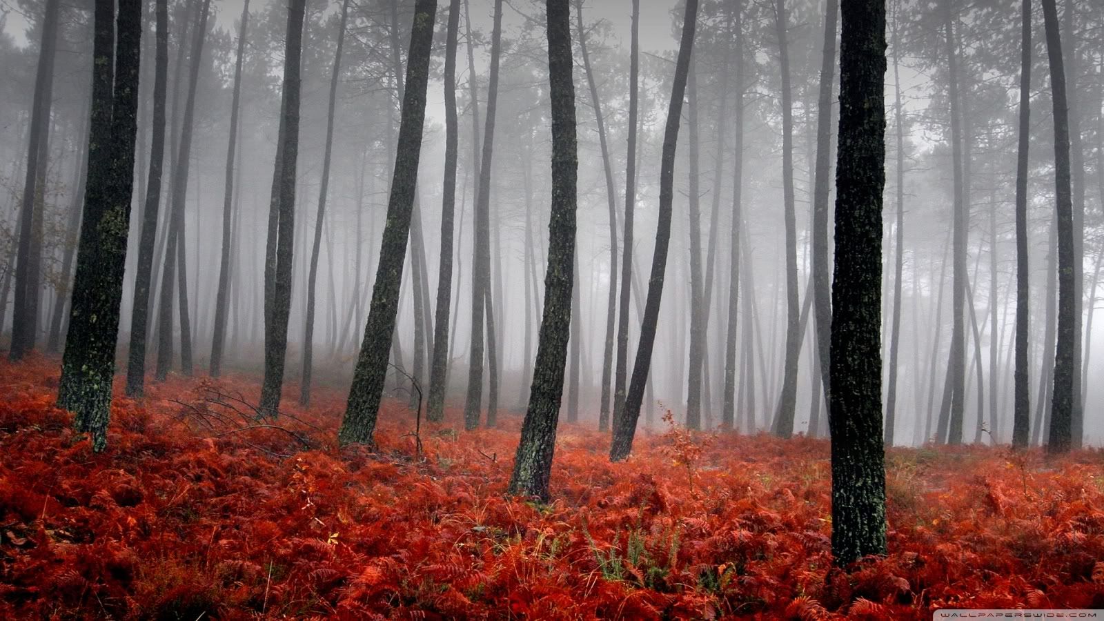 bloody_forest-1600x900.jpg