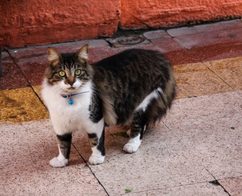 IMAGE: http://i101.photobucket.com/albums/m66/kjustiss/40DJune13147.jpg