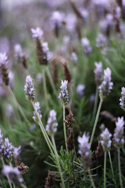 IMAGE: http://i101.photobucket.com/albums/m66/kjustiss/40DJune13307.jpg