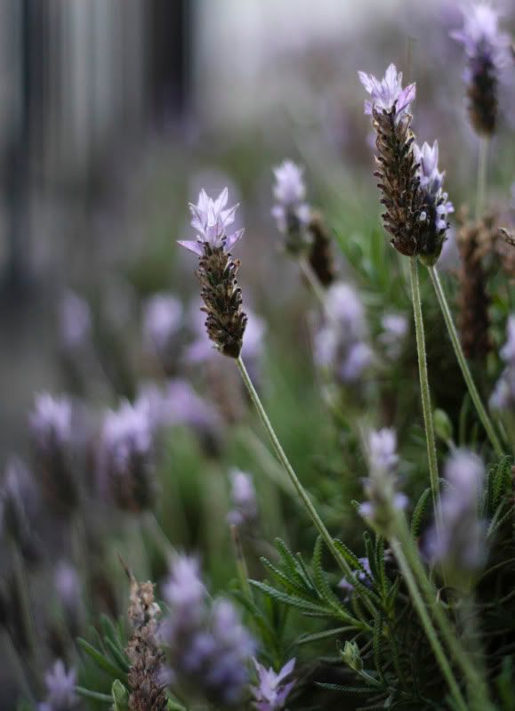 IMAGE: http://i101.photobucket.com/albums/m66/kjustiss/40DJune13309.jpg