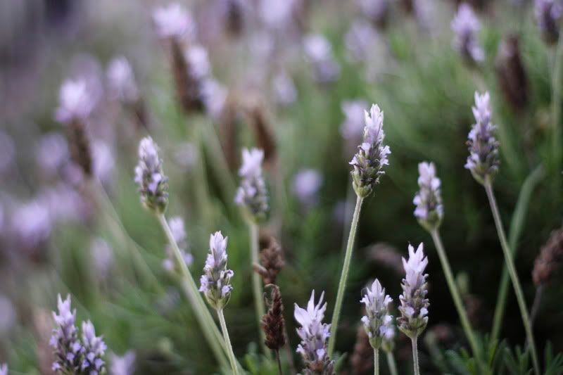 IMAGE: http://i101.photobucket.com/albums/m66/kjustiss/40DJune13312.jpg