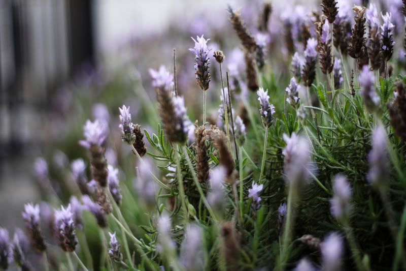 IMAGE: http://i101.photobucket.com/albums/m66/kjustiss/40DJune13313.jpg