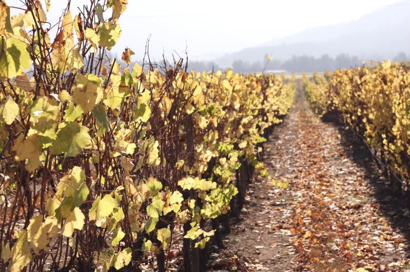 IMAGE: http://i101.photobucket.com/albums/m66/kjustiss/Downtherow.jpg