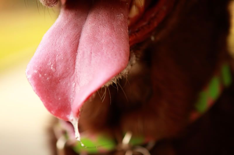 IMAGE: http://i101.photobucket.com/albums/m66/kjustiss/IMG_4628Tongue.jpg