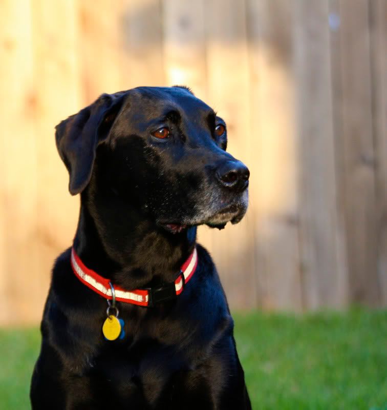 IMAGE: http://i101.photobucket.com/albums/m66/kjustiss/Roscoe0ct8-1.jpg