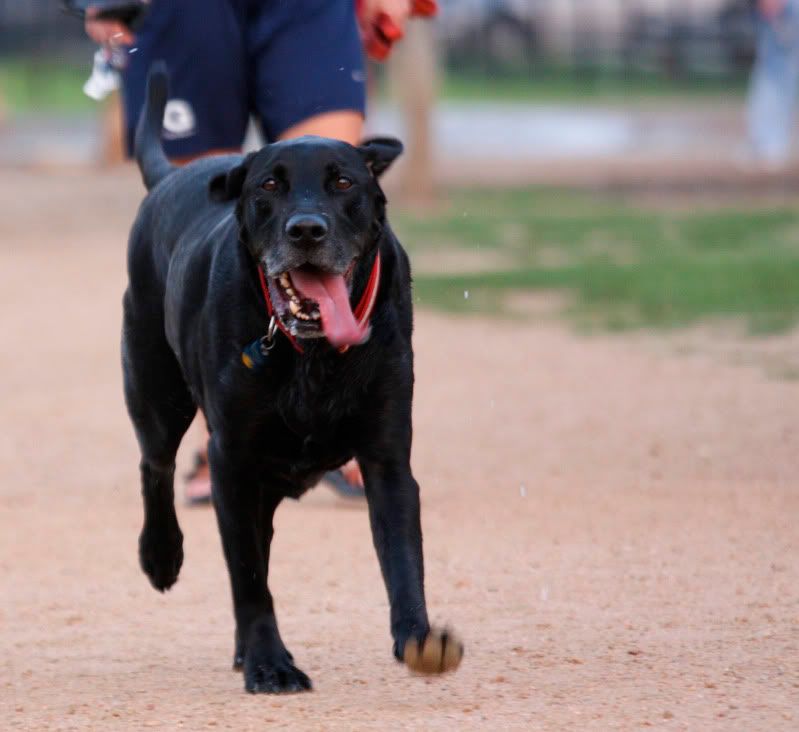 IMAGE: http://i101.photobucket.com/albums/m66/kjustiss/Roscoeatthepark.jpg