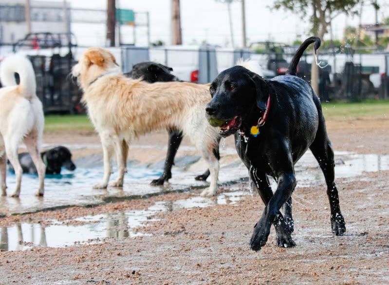 IMAGE: http://i101.photobucket.com/albums/m66/kjustiss/Roscoedogparkwater.jpg