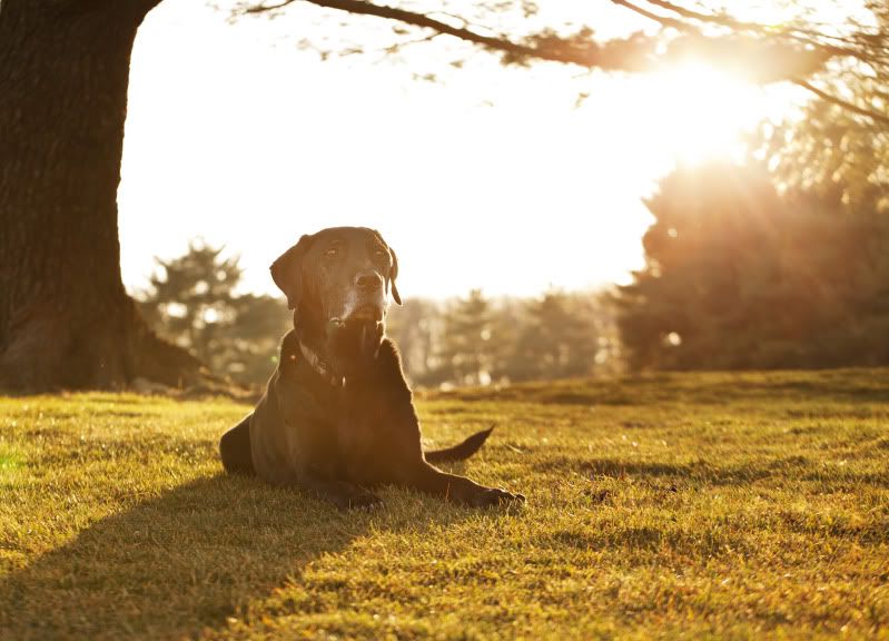 IMAGE: http://i101.photobucket.com/albums/m66/kjustiss/RoscoeflareIMG_1372.jpg