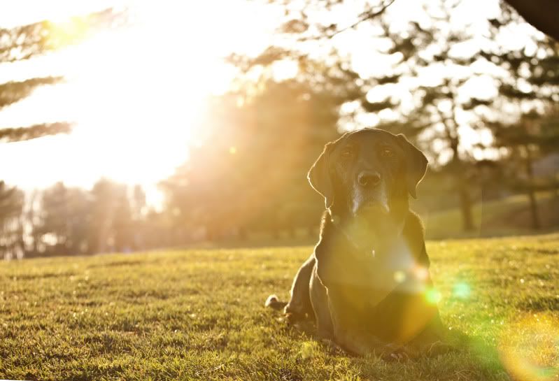 IMAGE: http://i101.photobucket.com/albums/m66/kjustiss/RoscoeflareIMG_1388.jpg